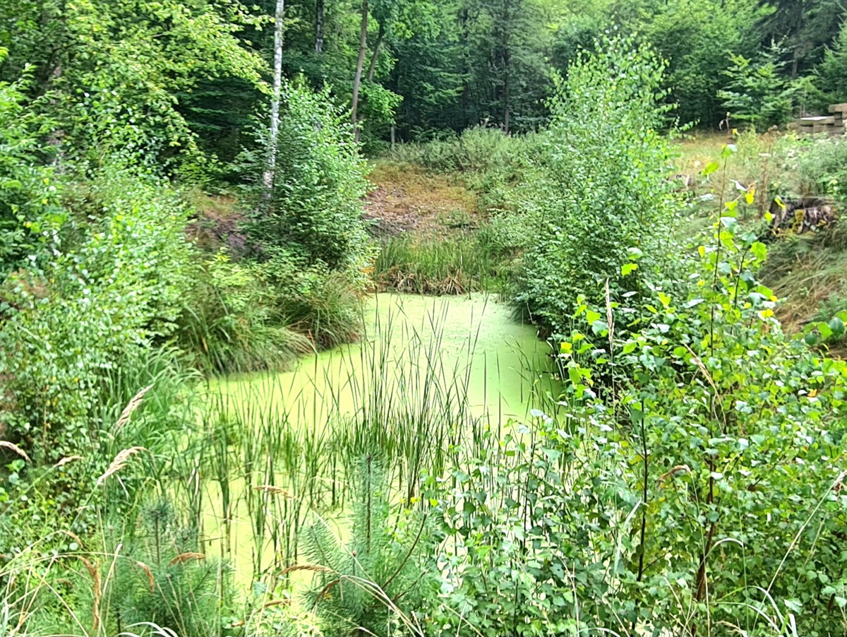 FINALER PREIS + PROVISIONSFREI | 25.000qm Grundstück mit Rohbau-Bungalow, Garage und Forsthaus