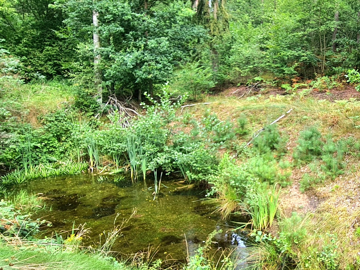 FINALER PREIS + PROVISIONSFREI | 25.000qm Grundstück mit Rohbau-Bungalow, Garage und Forsthaus