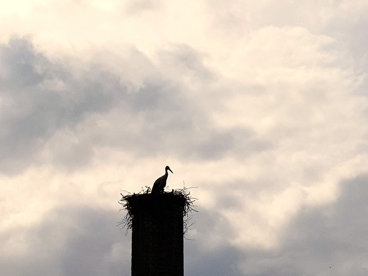 NEUER PREIS |PROVISIONSFREI | Großzügiger Vierseitenhof auf 15 000m² Grundstück mit viel Potential