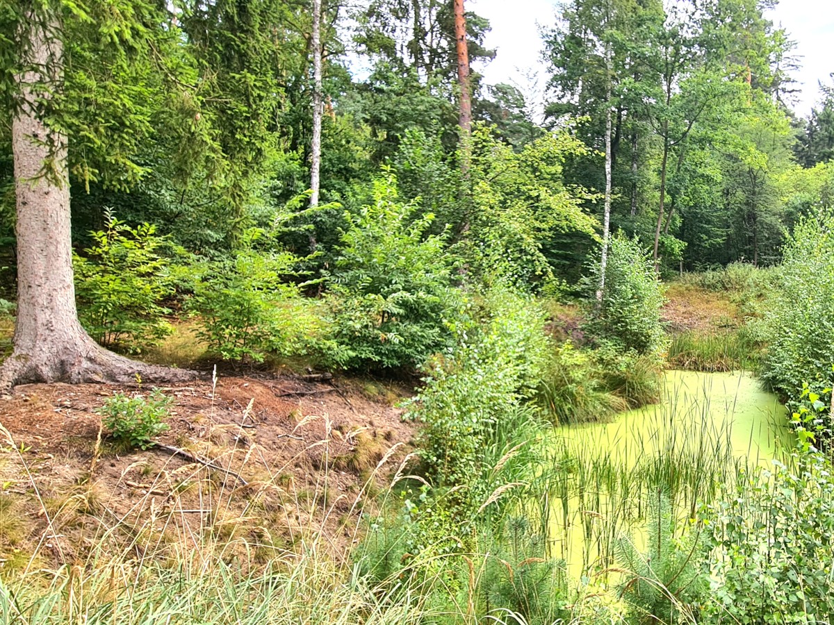 FINALER PREIS + PROVISIONSFREI | 25.000qm Grundstück mit Rohbau-Bungalow, Garage; Wassernähe