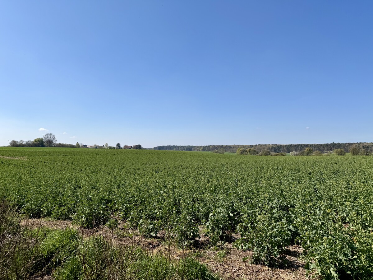 BAUGRUNDSTÜCK | 1.679 m² in ruhiger Lage zum Bebauen oder als Wochenenddomizil nutzbar!