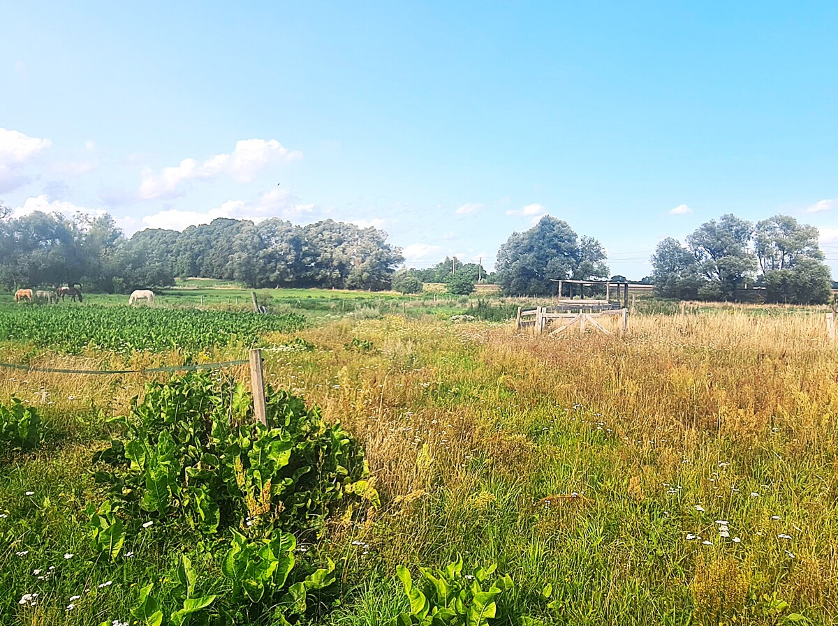 NEUER PREIS  | Großzügiger Vierseitenhof mit 260m² Haus auf fast 9000 m² Grundstück - viel Potential