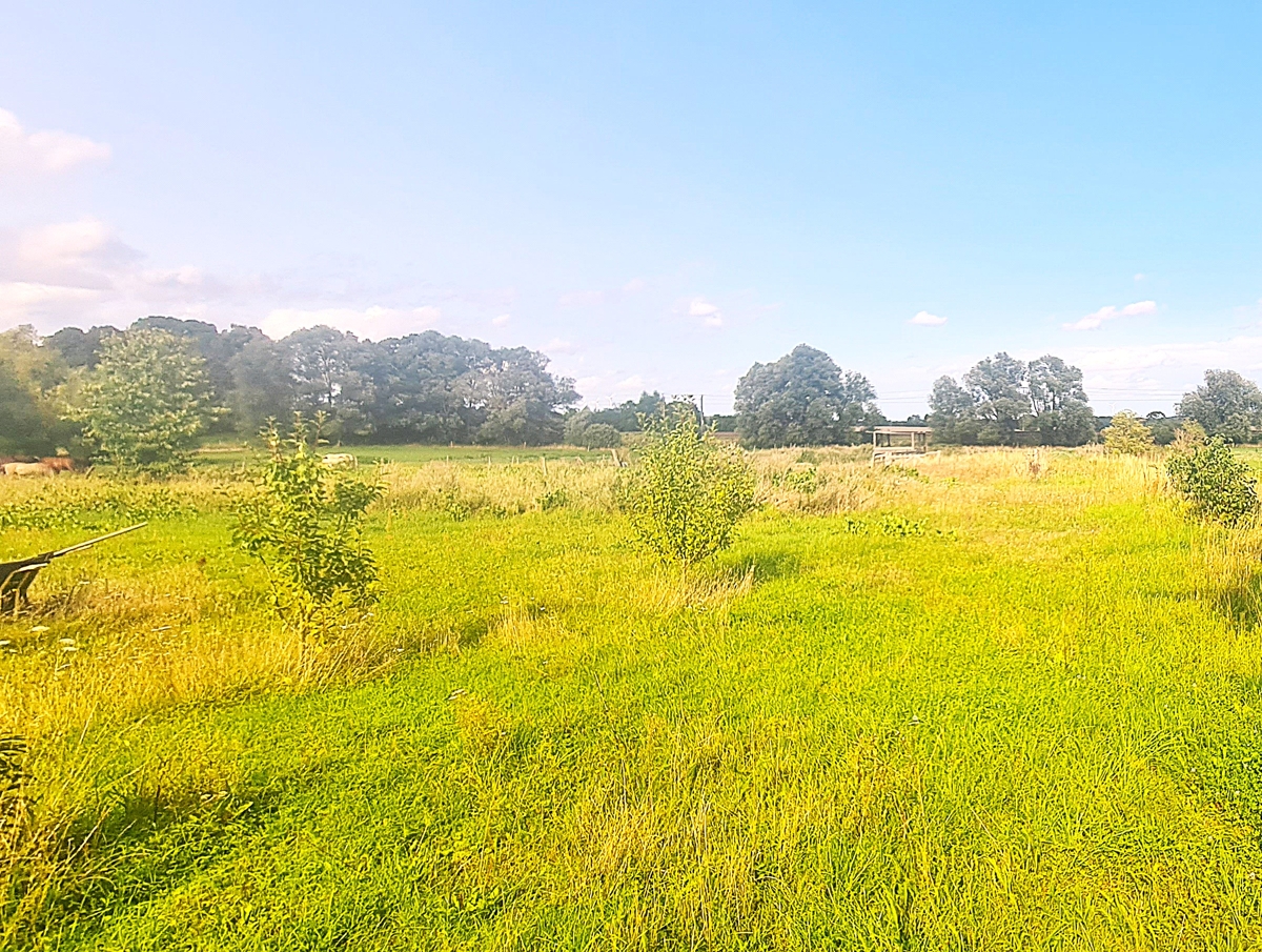 Wo Pferde zu Hause sind – Historisches Gut mit ca. 9.000 m² Grundstück mit 260 m² Gutshaus